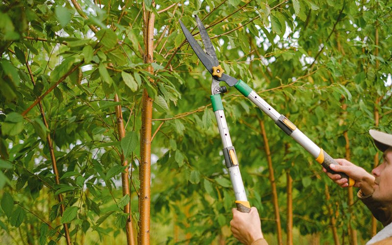 Tree trimming in Turtle Lake, WI
