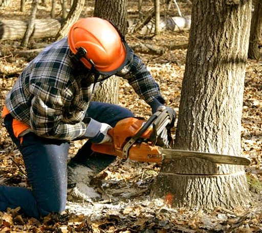 Tree Removal in Turtle Lake, WI